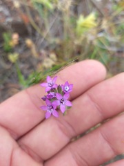 Gilia nevinii