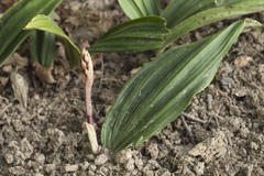 Cremastra appendiculata variabilis