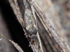 Piesma maculatum