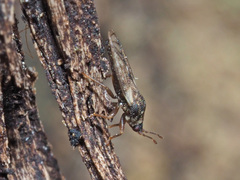 Piesma maculatum