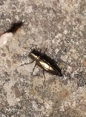 Chrysobothris dorsata