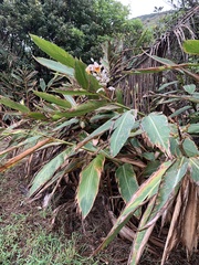 Alpinia koshunensis
