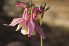 Aquilegia flabellata