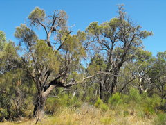 Allocasuarina fraseriana