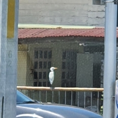 Bubulcus ibis