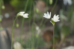 Allium zebdanense