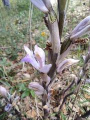 Limodorum trabutianum