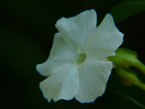 Whitelady (Thunbergia fragrans)