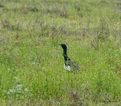 Houbaropsis bengalensis