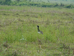 Houbaropsis bengalensis