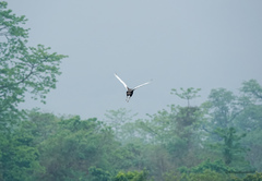 Houbaropsis bengalensis