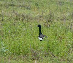 Houbaropsis bengalensis