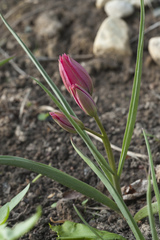 Tulipa humilis