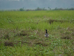 Houbaropsis bengalensis