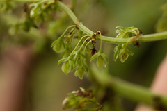 Rumex albescens