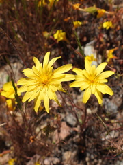 Microseris borealis
