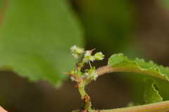 Rumex albescens