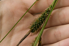 Carex wahuensis