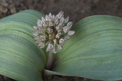 Allium karataviense