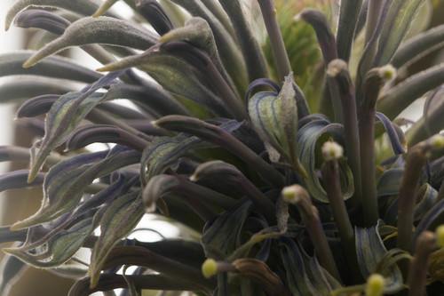 Lobelia yuccoides