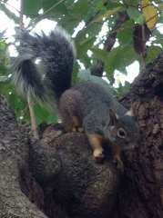 Sciurus oculatus