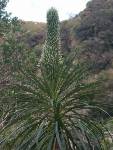 Lobelia yuccoides
