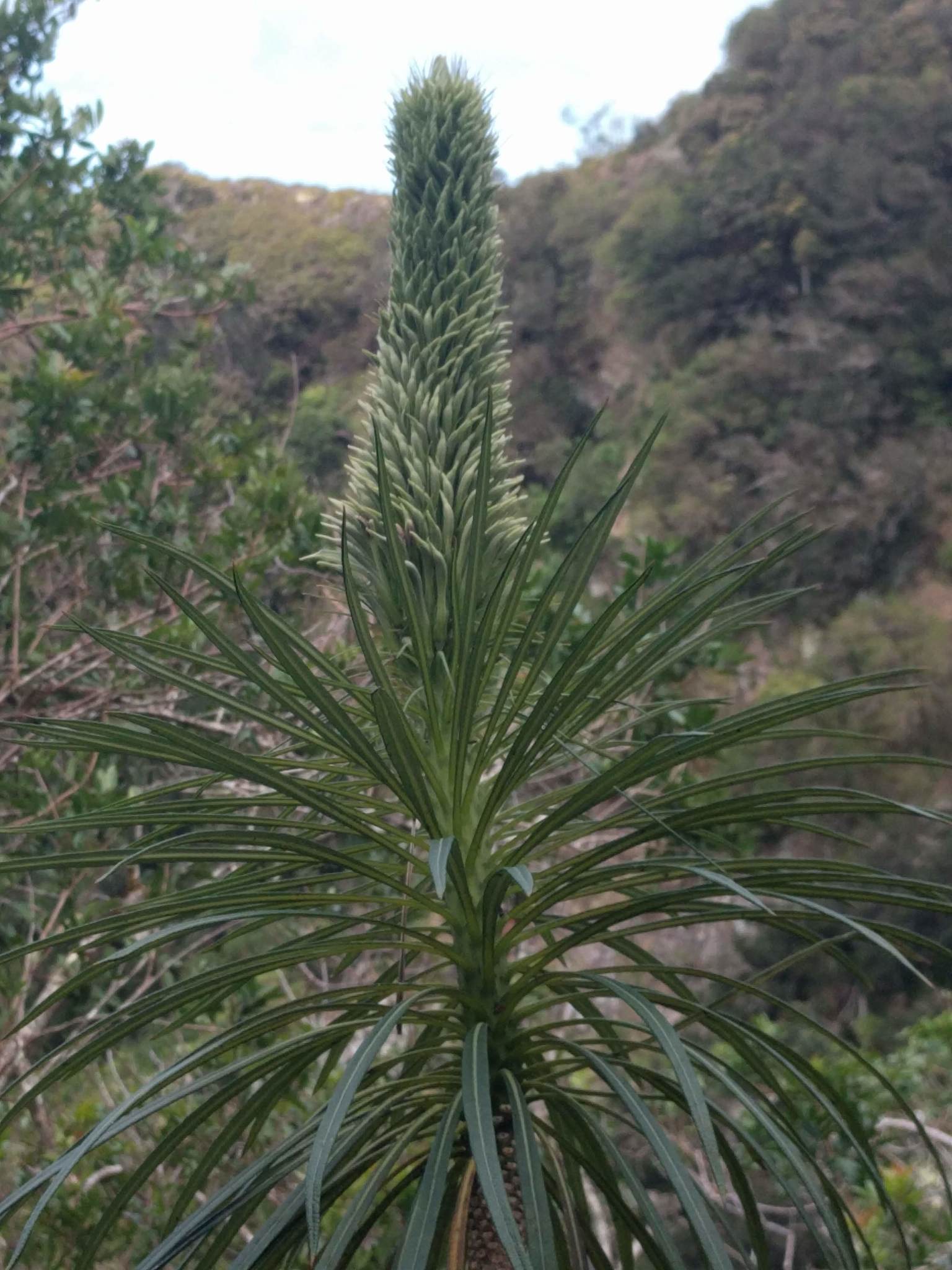 Lobelia yuccoides