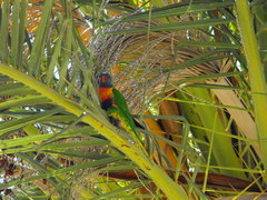 Trichoglossus moluccanus