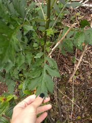 Erechtites valerianifolius