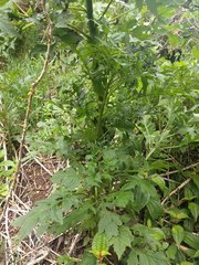 Erechtites valerianifolius