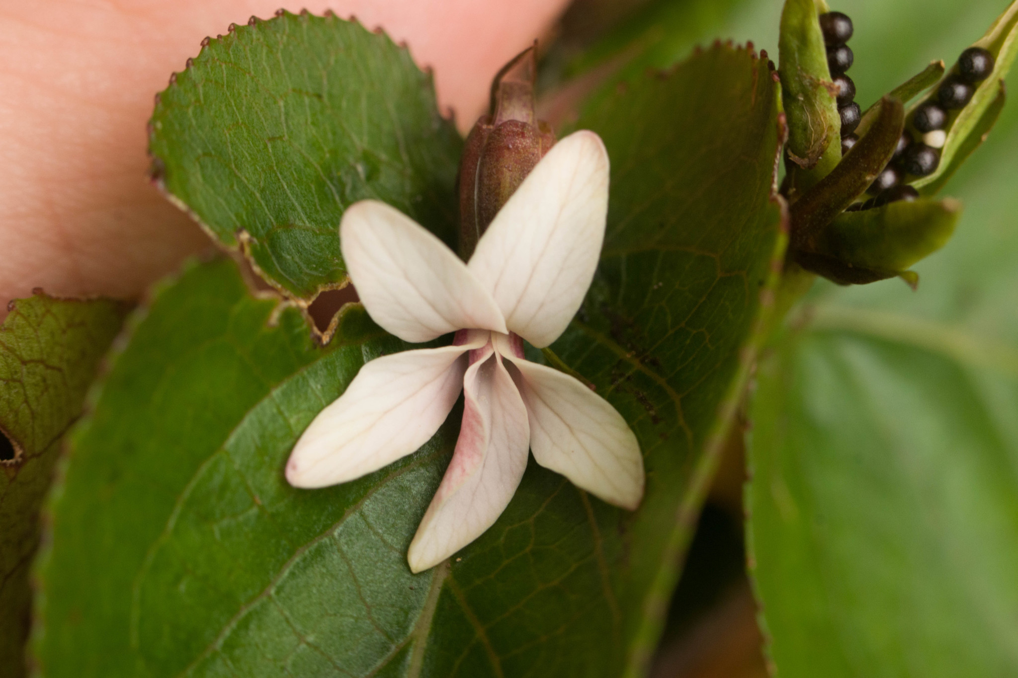 Viola chamissoniana