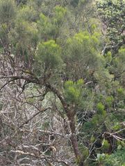 Exocarpos gaudichaudii