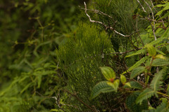 Exocarpos gaudichaudii