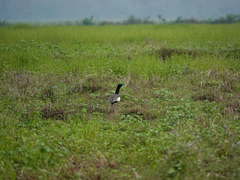 Houbaropsis bengalensis
