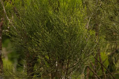 Exocarpos gaudichaudii