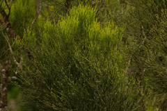 Exocarpos gaudichaudii