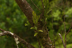 Exocarpos gaudichaudii