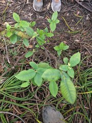 Wikstroemia oahuensis