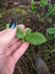 Wikstroemia oahuensis