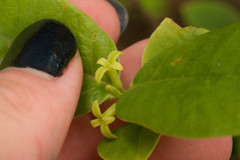 Wikstroemia oahuensis