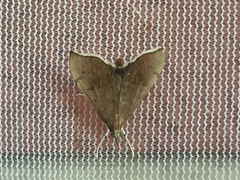 Sericoplaga externalis