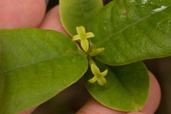 Wikstroemia oahuensis