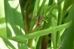 Philodromus dispar