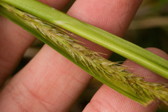 Carex wahuensis