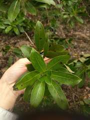 Coprosma longifolia