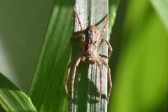 Philodromus dispar
