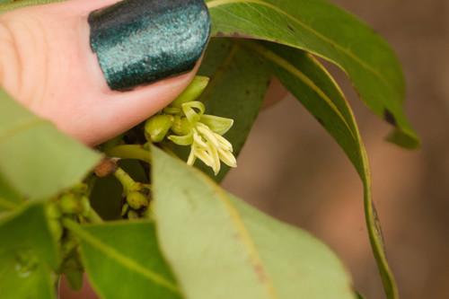Coprosma longifolia