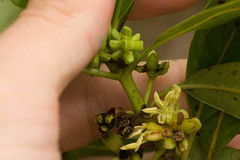 Coprosma longifolia