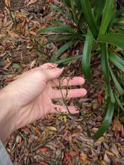 Dianella sandwicensis