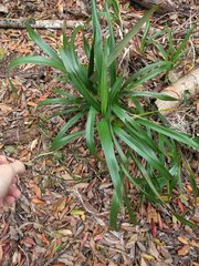 Dianella sandwicensis
